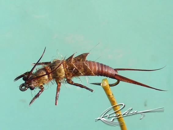 Plechoptere, Stonefly – FlyFishing Serbia