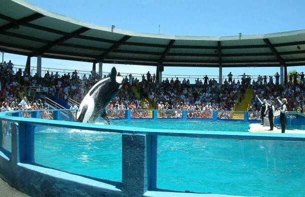 Miami Seaquarium is one of the best Miami attractions for teens.