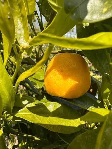 Mandarin 'Gold Nugget'