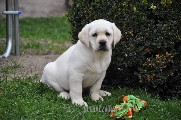 Labradorský retriever