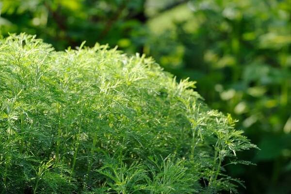 Growing Southernwood: Care And Uses For Southernwood Herb Plant