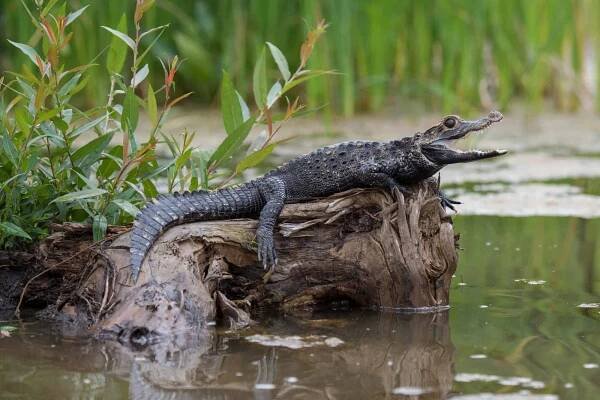 Černý caiman (Melanosuchus niger) Amazonský prales, Brazílie — Stock obrázek