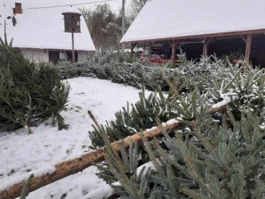 Karla Koláře z Turnova pohltilo kouzlo Vánoc. Prodeji stromků se věnuje 22 let