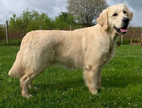 Unsere Hunde – Golden Sniffles