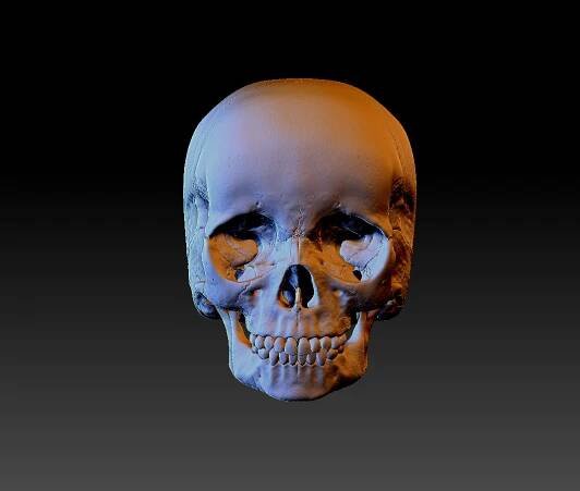 Child Skull Front