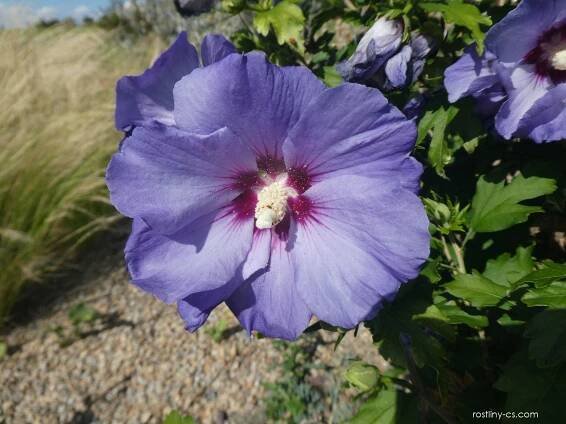 Ibišek syrský Blue Bird (Hibiscus syriacus)