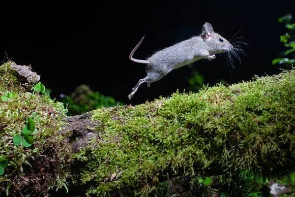 Camera trap – Naturephotography