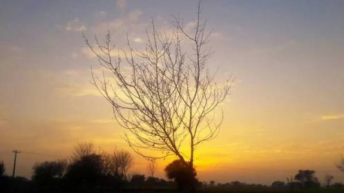 Strom při západu slunce. Krásný večerní pohled na pole — Stock obrázek