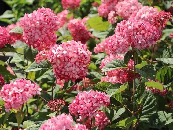 Hortenzie stromečkovitá 'Ruby Annabelle'® - Zahradní centrum 