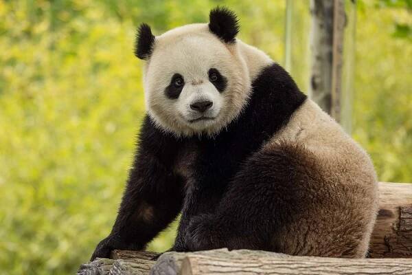 Giant panda Bao Li at the Wolong Giant Panda Reserve