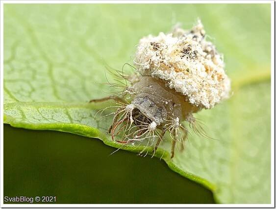 Zlatoočko Chrysotropia ciliata