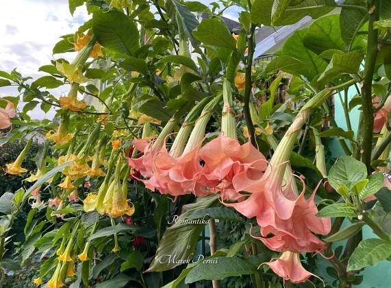 ROMANTIKA | Brugmansia