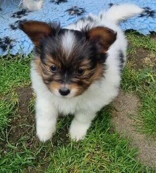 Papillon s PP