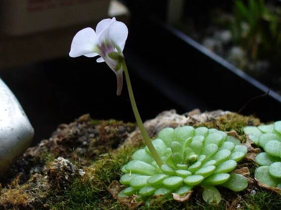 Pinguicula rotundiflora