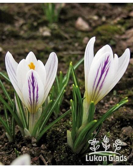 Crocus versicolor PICTURATUS - šafrán, krokus