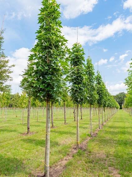 Liquidambar styraciflua 'Oakville Highlight' PBR | ambroň západní 'Oakville Highlight' - Van den Berk školky