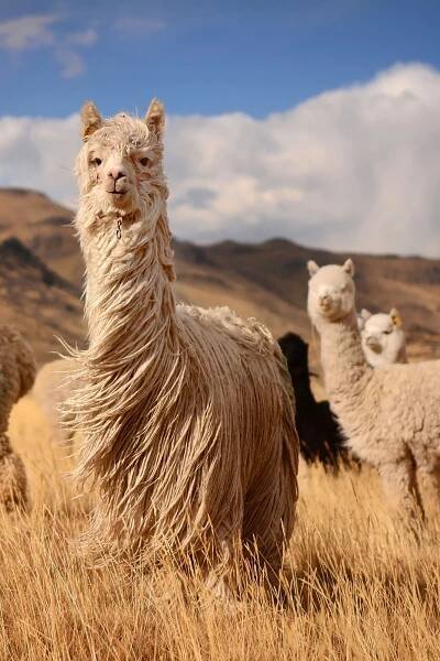 an alpaca standing in the middle of a field with three other llamas