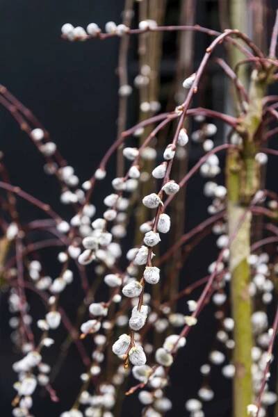 kilmarnock willow