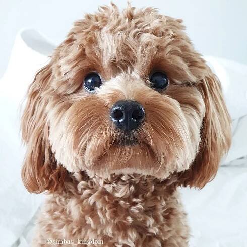 V jakém věku Maltipoo přestává růst?