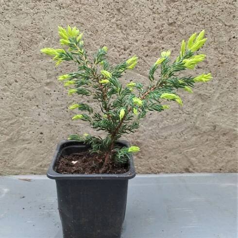 Juniperus communis GOLDSCHATZ