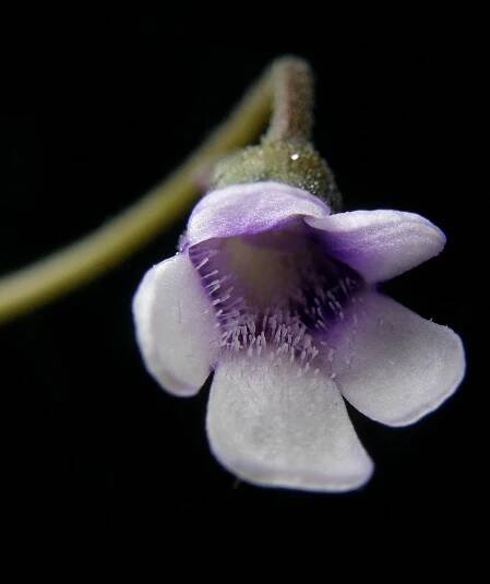 Pinguicula bohemica