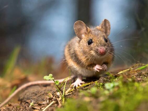Signs You May Have a Mice Infestation