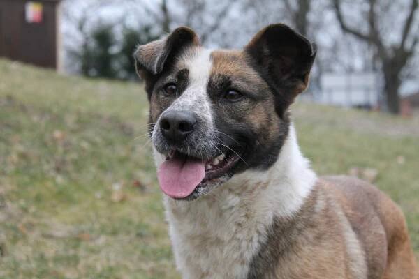 VIKI z Jimlína - ADOPTOVANÁ - Home4Pets