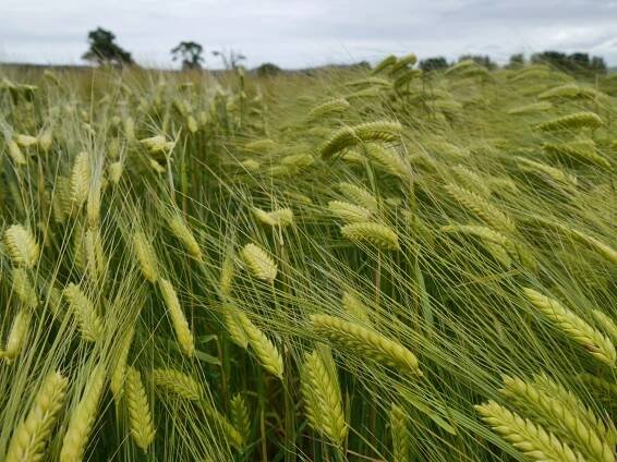 Barley Images - Barley Hub