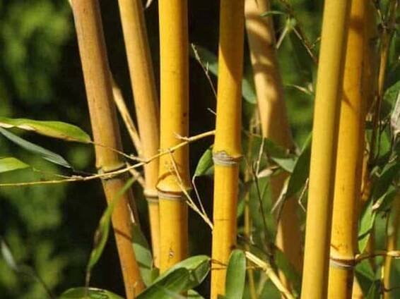 Phyllostachys aureosulcata 'Aureocaulis'/bambus