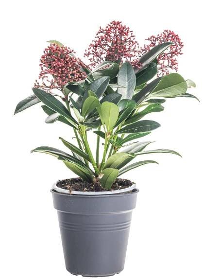 Skimie japonská Rubella, průměr květináče 10 cm, skladem