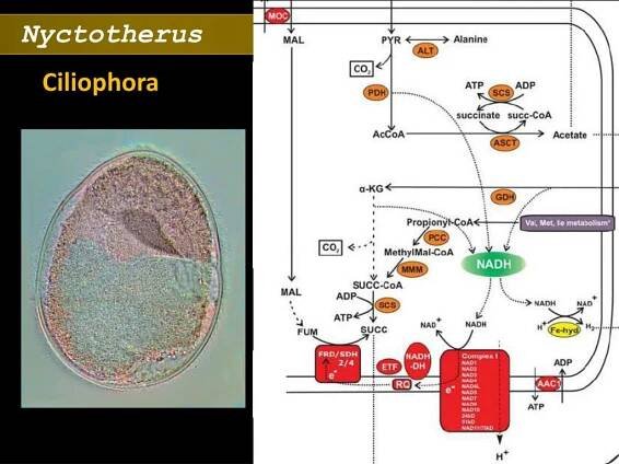 PPT - Energetický metabolismus PowerPoint Presentation, free download - ID:3352931