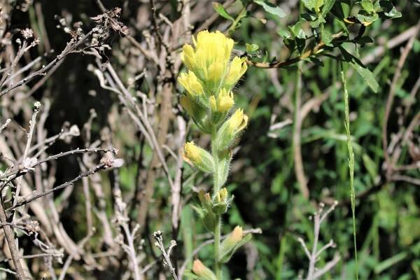 Estero Trail – June – Marin = Hike