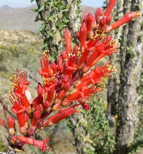 Fouquieria