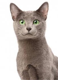 Ruská modrá kočka — Stock obrázek