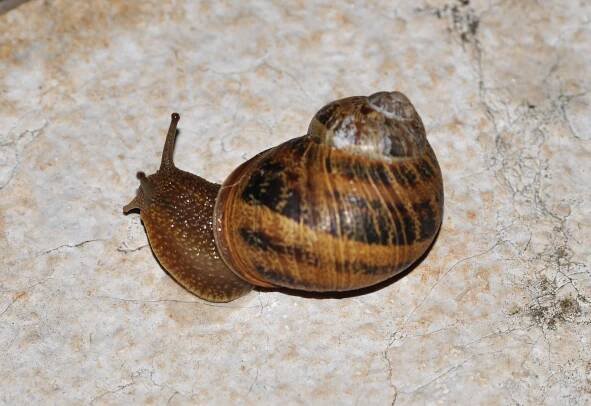 Obrázek - Gastropoda (plži) | BioLib.cz