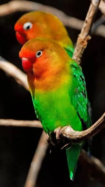 9 beautiful green birds that blend perfectly with the greens of nature