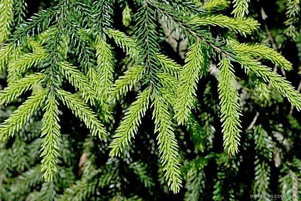 Smrk východní Aurea (Picea orientalis), větve, větévky
