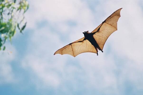 Bats have a unique superpower. Climate change is turning it into a liability.