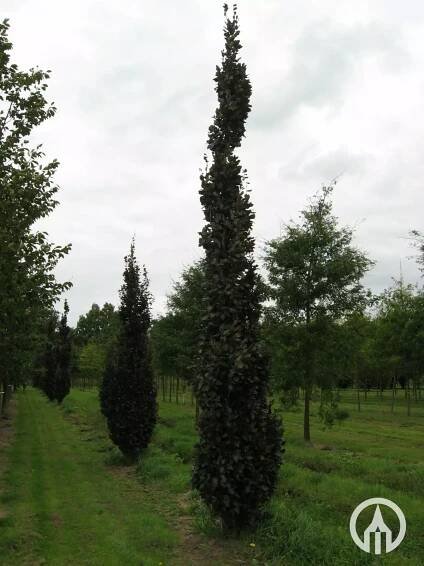 Fagus sylvatica Rohan Obelisk 2007