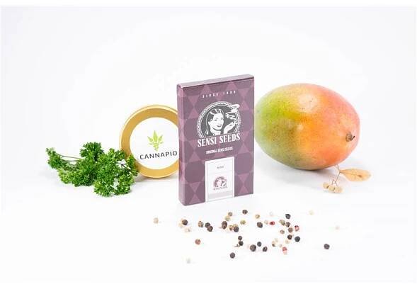 Big Bud - 5 ks feminizovaná semínka Sensi Seeds