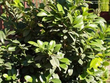 Vavrínovec lekársky Rotundifolia (Okrúhlolistý) | Prunus laurocerasus Rotundifolia - Záhradníctvo ABIES