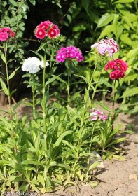 Dianthus barbatus – hvozdík vousatý • Pladias: Databáze české flóry a vegetace