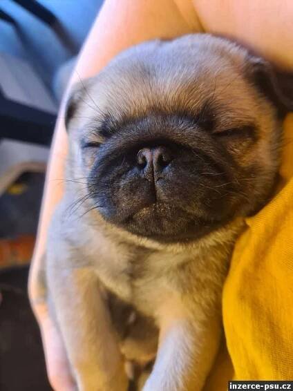 Mops štěňátka brzy k odběru již 7.4. máme i fenku 