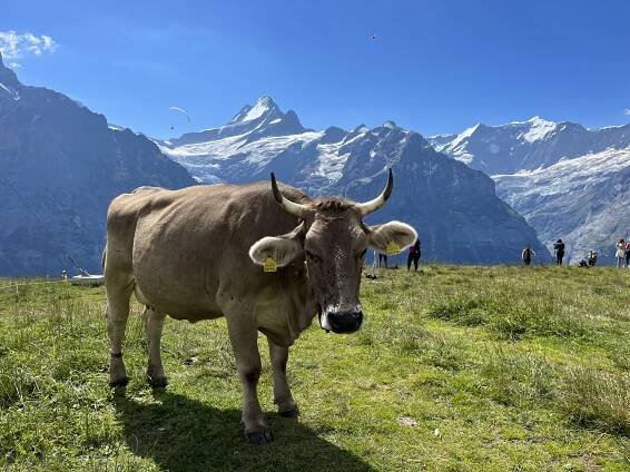ŠVÝCARSKO - Bernské Alpy (cykloturistika)- 2025! - Mamut-Tour.cz