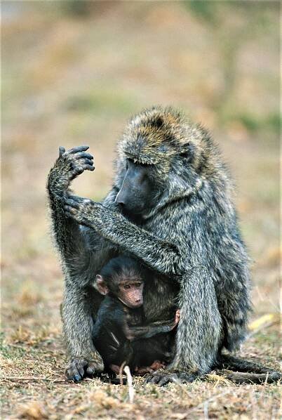 Escape To Paradise - Africa Rebound Safaris