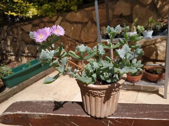 Oscularia deltoides
