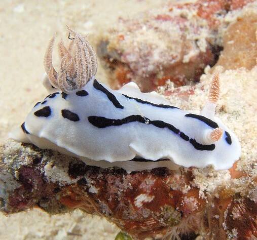 Marine life