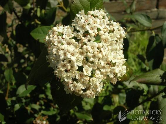 Viburnum utile - kalina užitečná | Lukáš Hrdinka | Autoři | iBotky.cz