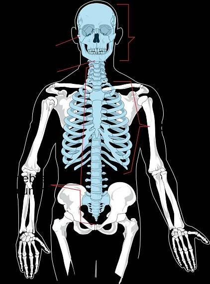 Human Skeleton Anatomy Illustration PNG