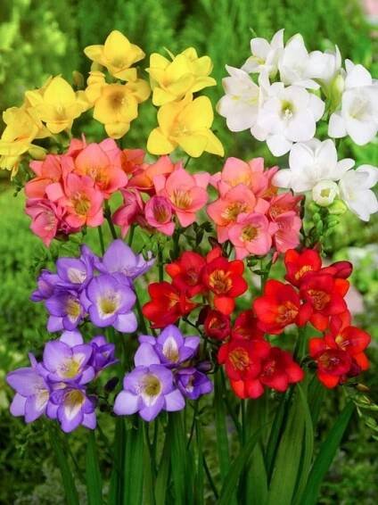 FRÉZIE-FREESIA MIX BAREV DLOUHOLETÁ ZIMUJÍCÍ VOŇAVÁ 10 ks